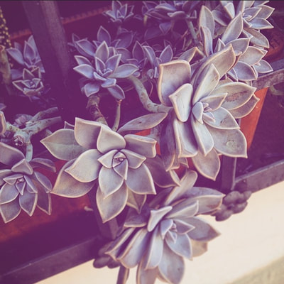 colour photo of echeveria succulent growing out of barred window in toledo spain