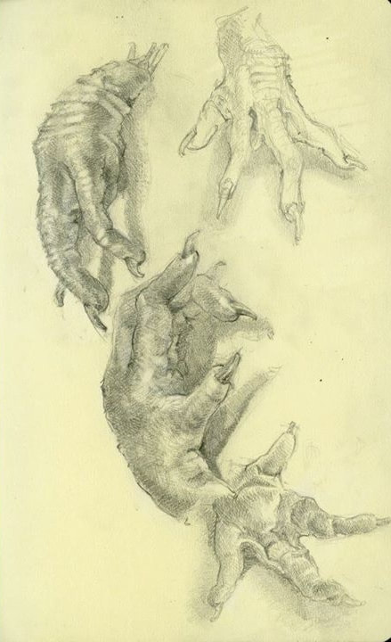 Pencil drawing of chicken feet in different poses