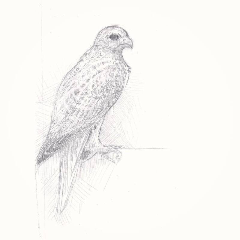 Pencil portrait of gyr falcon
