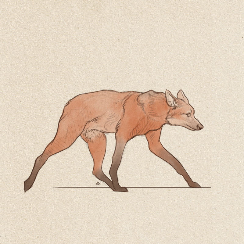 coloured sketch of maned wolf walking from left to right in a straight line
