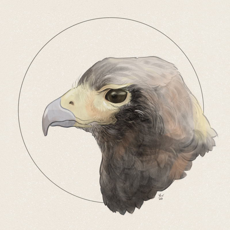 Pet portrait of head of female harris hawk