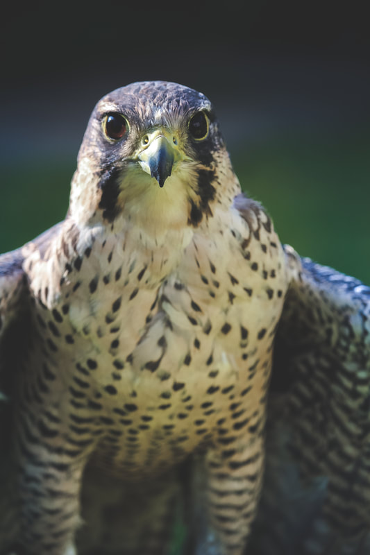portrait photo of female peregrine lanner falcon opening wings gently