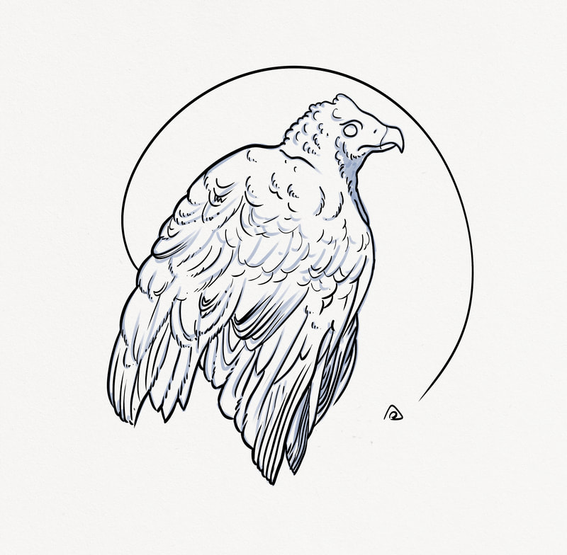 Linework black simplified drawing of female harris hawk in a circle