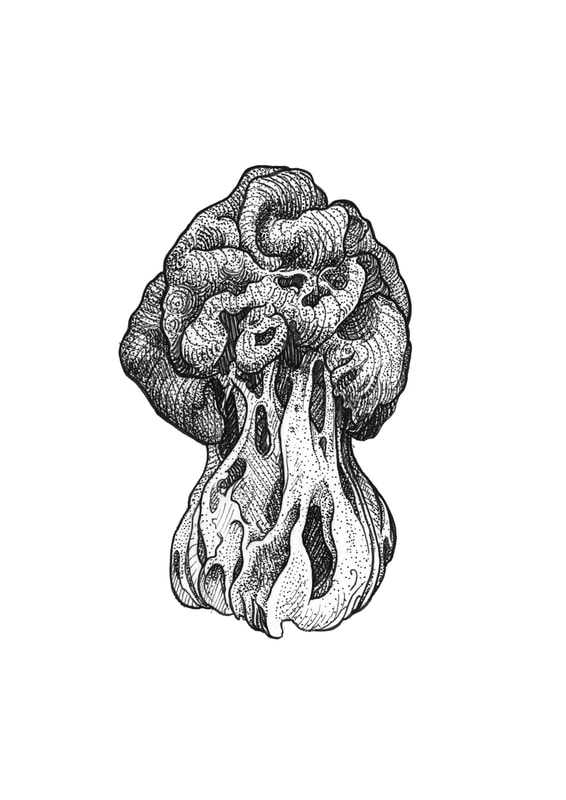 mushroom illustration in black ink