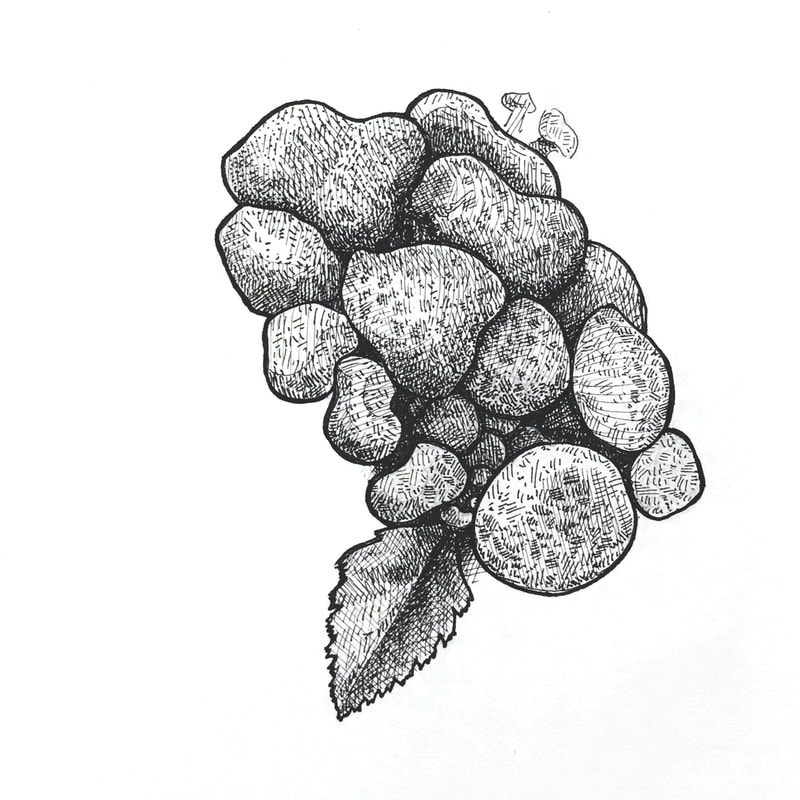 Pen and ink drawing of stump puffball mushrooms