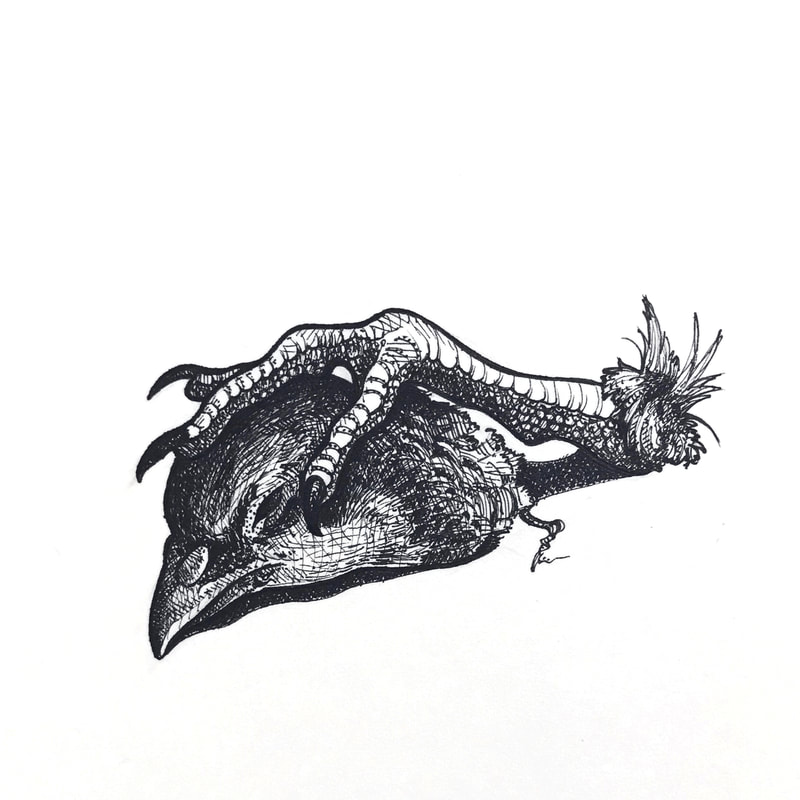 Pen illustration of partridge head and foot on paper