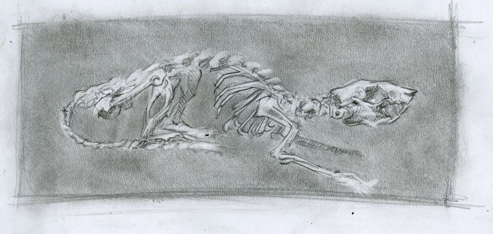 Pencil sketch of rodent skeleton profile
