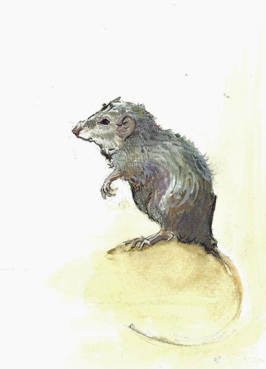watercolour illustration of rat standing on hindlegs
