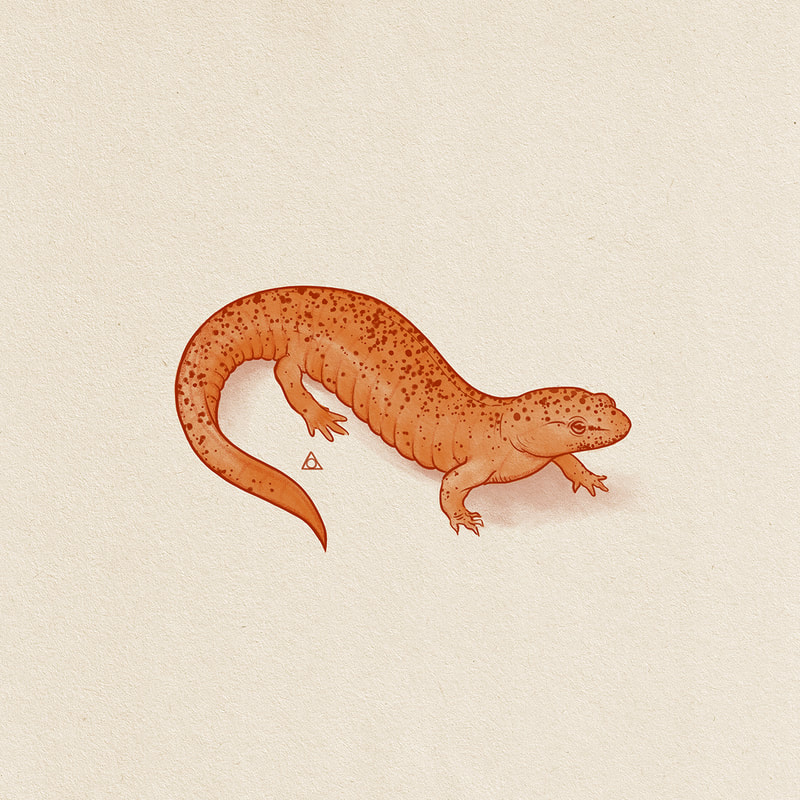 cute fire red salamander drawing
