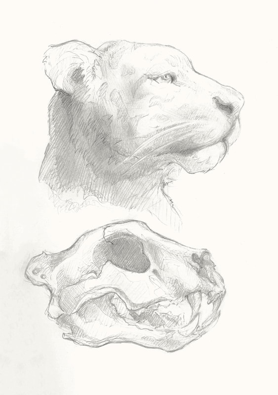 Graphite pencil sketch of tiger head next to tiger skull in profile
