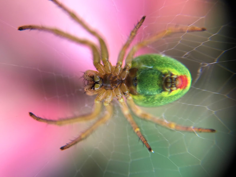 Macro photo of green spider closeup