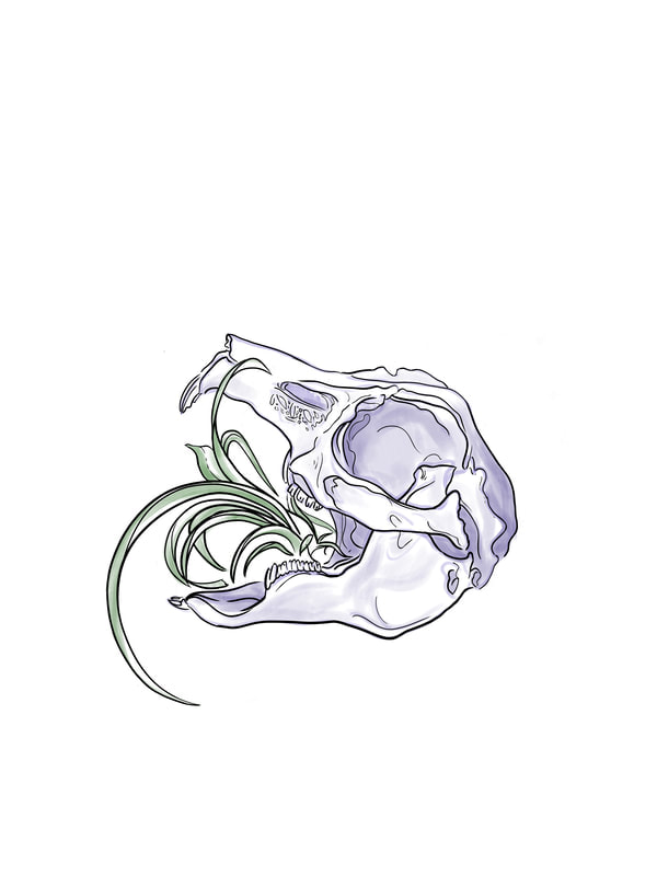 coloured ink sketch of purple rabbit skull with green and white spider plant