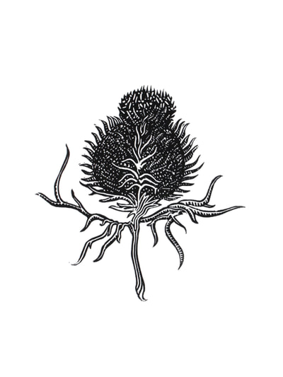 Scottish thistle nature illustration in black and white