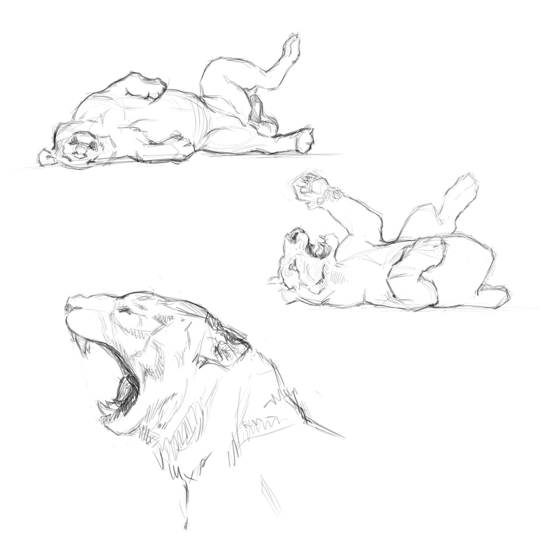 Pencil drawings of tiger in different positions
