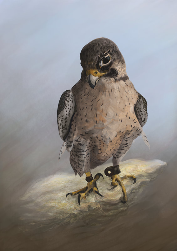 digital pet portrait painting of peregrine falcon lanner falcon cross
